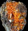 Bright Orange Wulfenite Cluster - Rowley Mine, AZ #39139-1